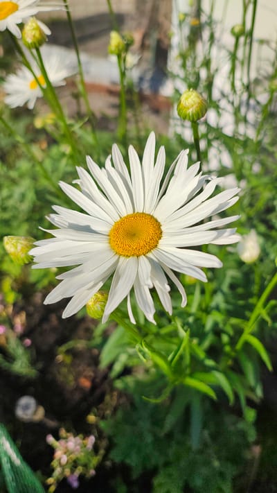 This is a close-up, eye-level shot of a daisy in a garden. The daisy is the central subject, with its white petals radiating outwards from a bright yellow center. Several unopened buds are visible around the main flower. The background is a blur of green foliage, suggesting a lush, natural setting. Some smaller pink flowers are faintly visible in the lower right corner. The lighting suggests it is daytime, with sunlight illuminating the daisy and casting soft shadows. There is no visible text in the image. The scene appears peaceful and idyllic, typical of a garden in bloom. The location context provided is Zhytomyr, Ukraine.
