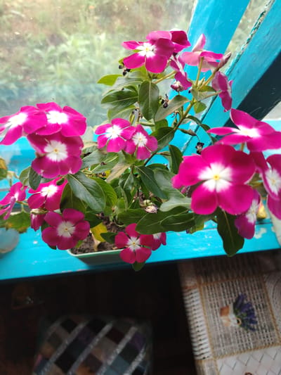 The image depicts a close-up view of vibrant pink vinca flowers with white centers, blooming in a pot. The pot rests on a bright turquoise wooden surface, possibly a windowsill or a balcony railing, which is positioned in front of a window. Through the window, a blurred background of green foliage suggests an outdoor environment. The sunlight illuminates the flowers, highlighting their delicate petals and glossy green leaves. The scene is set indoors, near a window, with hints of a patterned textile visible in the lower right corner. The location is specified as Zhernov village district, Kazakhstan.