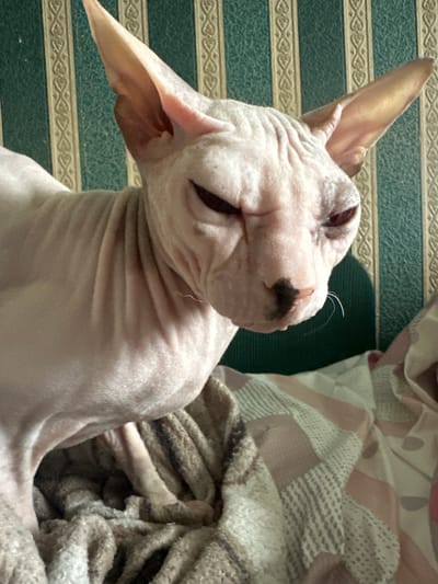 The image shows a close-up of a hairless cat, likely a Sphynx breed, lying down. The cat's skin is wrinkled, particularly around its neck and head. Its eyes are closed, and its head is tilted back, giving it a relaxed or sleepy appearance. The cat has large ears and a dark patch of fur on its nose. It is lying on a surface with a green and beige striped pattern, possibly a rug or blanket, with decorative borders. To the right of the cat, there are soft, textured fabrics that appear to be part of bedding or another blanket, with a pattern of stripes and dots in muted colors. The lighting suggests an indoor setting, possibly during the day. No text is visible in the image.