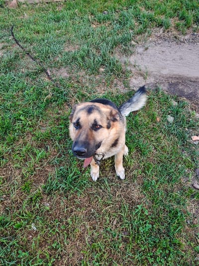A German Shepherd dog with tan and black fur sits on a patch of green and brown grass. The dog is looking up towards the camera with its tongue slightly out. It wears a red collar. A metal chain leash is attached to the collar and trails to the left, partially obscured by grass. The background consists of more grass and a dirt path with some scattered debris. The scene appears to be in a rural outdoor setting in the vicinity of Гарочыцкі сельскі Савет, Belarus, possibly a yard or park area.