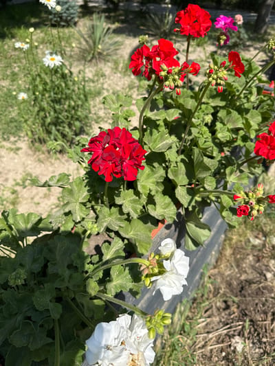 The image shows a close-up view of a planter box filled with red and white geraniums, along with some smaller white daisies and pink flowers in the background, set against a backdrop of dry soil and sparse greenery. The geraniums in the foreground are in various stages of bloom, with vibrant red clusters of petals and unopened buds. Some of the white geraniums are also visible at the bottom of the planter. The planter box itself appears to be made of dark material. The background suggests an outdoor setting, possibly a garden or a park area, with sandy ground and some dry vegetation. There is no indication of people or any specific actions taking place. The image appears to have been taken in a sunlit environment, casting shadows on the plants and ground. The location is identified as being in the city of Strășeni, Moldova.