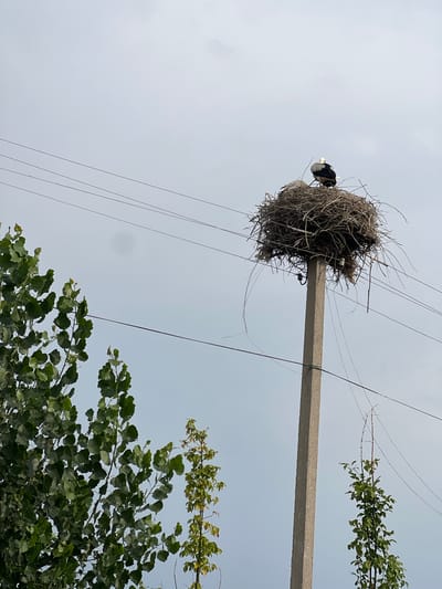 This media file depicts a large, untidy bird's nest constructed from branches and twigs. The nest is situated atop a concrete utility pole, which is also adorned with several electrical wires. At least two birds, likely storks given their black and white plumage, are visible within or on the edge of the nest. One bird appears to be preening or tending to the nest, while another is partially obscured.

The setting is outdoors, with a light, overcast sky serving as the background. Lush green foliage from trees flanks the utility pole and nest, suggesting a natural or semi-rural environment. The presence of the utility pole and wires indicates a human-made element within the natural landscape.

The image appears to have been taken during daylight hours, as indicated by the sky's illumination, though the overcast conditions suggest diffused light rather than direct sunlight. There are no discernible text elements within the image. The overall impression is one of nature adapting to or coexisting with human infrastructure, a common scene in many inhabited areas. The specific location context provided is Nalazar, Uzbekistan.