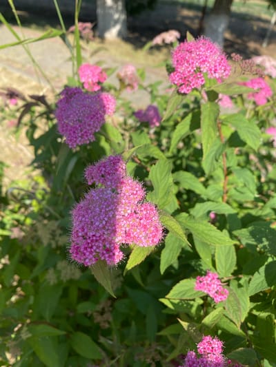 The image shows a cluster of pink spirea flowers with green leaves in the foreground. The flowers are small and numerous, clustered together in roundish formations. The leaves are oval-shaped and have serrated edges. In the background, a tree trunk is visible, and a paved path can be seen. The scene appears to be outdoors in a park or garden setting, likely in the city of Zapadny, Russia, given the information provided. The lighting suggests it is daytime, with sunlight casting shadows on the flowers and leaves. There are no people or animals visible in the image.
