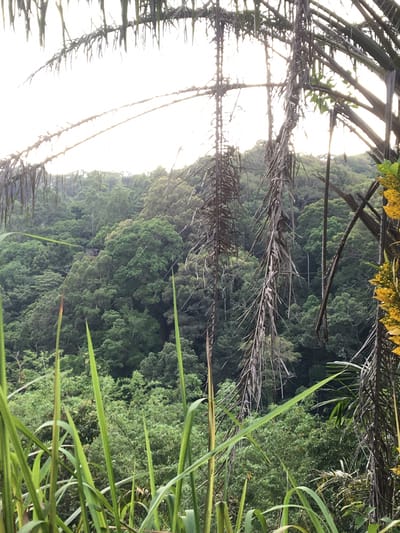 The image, taken from a low angle, depicts a dense tropical forest environment in Baan Thong Nang, Thailand. The foreground features tall, thin blades of green grass and dead palm fronds creating a natural frame. Behind the frame, a steep hillside is covered in lush green trees, forming a dense canopy. Sunlight filters through the trees, creating variations in the intensity of the green hues. A dilapidated wooden structure, possibly a building or observation point, is partially visible at the top of the image, further highlighting the landscape.