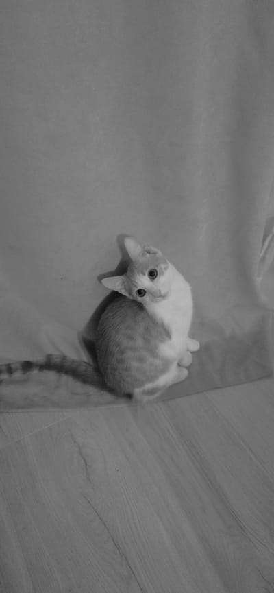 The black and white media file shows a ginger and white cat lying on its back on a textured surface, possibly a mat or fabric, with a wooden floor visible to the right. The cat is looking up at the camera with wide, curious eyes. Its body is curled, with its front paws extended. The cat's fur has distinct tabby markings on its back and tail. The lighting appears to be indoor, with no indication of the time of day or weather. The overall impression is one of playfulness or a relaxed pose from the animal. There is no visible text in the image.