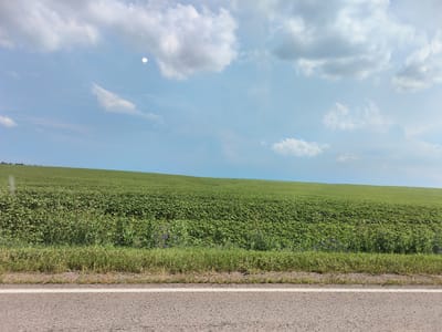 This is an eye-level, medium shot of a vast, rolling green field under a bright, partly cloudy sky. The field appears to be cultivated, possibly with a crop like sunflowers, given the dense, low-lying green foliage. In the foreground, a paved road runs horizontally across the bottom of the frame, distinguished by a white line. The road appears to be asphalt and shows some texture. Along the edge of the road, there is a strip of dry grass and some scattered small purple flowers. The horizon line is high in the frame, emphasizing the expanse of the field and sky. The sky is a light blue with scattered white and grey clouds. A bright, diffused spot in the sky suggests the sun, possibly partially obscured by thin clouds. The scene is devoid of any people, animals, or structures. The image was taken from the side of a road, likely from a moving vehicle, as indicated by the slight motion blur present in the foreground. The general impression is a rural landscape on a bright day. This scene is consistent with the agricultural surroundings of Покровка, Russia, known for its vast farmlands and open skies.