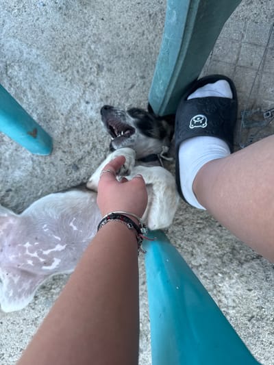 The image shows a medium shot, taken from a high angle, of a person's hand interacting with a small dog lying on its back on a concrete surface. The dog appears to be a mixed breed with white and black markings. The person's hand, adorned with several bracelets and rings, is gently touching the dog's chest. To the right of the dog, a person's leg is visible, wearing a white sock and a black slide sandal with a white cartoon character design. Two blue plastic chair legs are partially visible in the foreground and upper left of the frame, and a dark green plastic chair leg is in the upper right. The ground is a rough, grey concrete surface with scattered small stones. The scene is outdoors, suggesting a patio or yard area. Based on the information provided, this scene is located in the city of Sredets, Bulgaria.