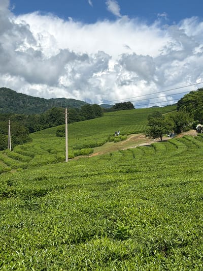 This is a photograph of a vast, lush green tea plantation that extends across a hillside. The image is oriented vertically, with the sky on the left and the plantation filling the right and center. A line of trees borders the top edge of the plantation, and a winding dirt path is visible cutting through the tea bushes.

In the middle distance, two people can be seen walking along the path, appearing small against the immensity of the plantation. Further down the slope, two utility poles stand out against the green expanse. Power lines stretch across the frame, connecting to the poles. The plantation is neatly trimmed, suggesting it is actively maintained.

The sky is a mix of bright blue and dramatic white clouds, indicating fair weather with some cloud cover. Sunlight illuminates the scene, casting shadows and highlighting the texture of the tea leaves. The overall impression is one of natural beauty and agricultural productivity. The location context provided is Izmaylovka, Russia.