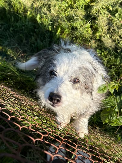 The image displays a shaggy-haired dog with prominent white and grey fur, captured from a high-angle perspective in an outdoor setting in Dreiliņi, Latvia. The dog's head is tilted upwards, with its dark brown eyes and black nose directed towards the camera. Its fur is dense and wiry, predominantly white on the muzzle and chest, transitioning to grey around the ears and on the top of its head. The environment consists of lush green grass and various plants, visible in the background and around the dog. A rusty, brown-colored wire fence occupies the lower foreground, extending diagonally across the frame and partially obscuring the dog's lower body. The scene is illuminated by direct sunlight, producing bright highlights on the dog's fur and the vegetation, and creating shadowed areas within the grass. A few distinct green leaves are visible to the right of the dog's head.