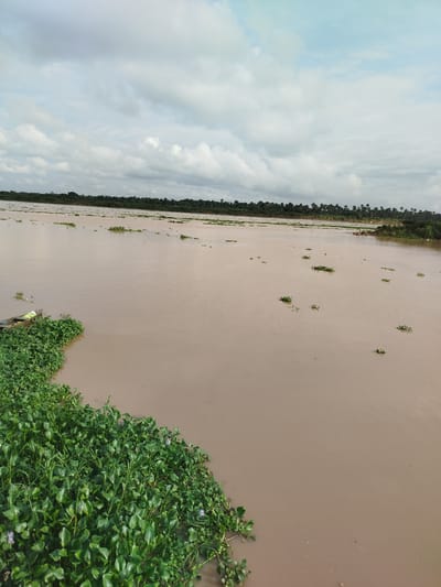 This is a horizontal, eye-level, medium shot of a wide, muddy river under a cloudy sky. The river occupies most of the frame, with the far bank densely lined with trees and vegetation. The water is a light brown color and appears calm, with small ripples on its surface.
In the foreground, on the left side of the image, is a thick patch of lush green aquatic plants, likely water hyacinth, which extends into the water. Partially submerged in these plants are two small wooden canoes. The canoe closest to the viewer is light brown and appears empty. The second canoe is further back and also appears empty.
Scattered throughout the river are more clusters of aquatic plants. In the distance, on the far right, a small group of people are visible in a boat on the water.
The sky is filled with a mix of white and gray clouds, suggesting overcast or partly cloudy weather. The overall impression is one of a natural, serene, and slightly humid environment. The time of day appears to be daylight, given the brightness of the scene. The location cues, such as the vegetation and the presence of canoes, are consistent with a riverine setting in Yenegoa, Nigeria. There is no visible text in the image.