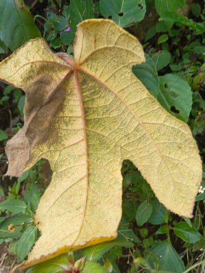 A partially decayed, yellowish-brown leaf dominates the frame, displaying prominent veins and textured surface. It rests amidst a bed of lush green foliage, creating a contrast between life and decay. The leaf's irregular shape, with a section turning brown, suggests a natural process of decomposition. The background consists of various green plants and smaller leaves, providing a vibrant backdrop.