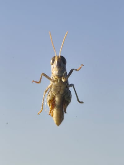 The media file shows a close-up, low-angle shot of a grasshopper clinging to a clear surface, likely a window or glass pane. The grasshopper is facing the camera, its body oriented vertically. Its segmented body is a mottled brown and beige, with visible legs and antennae. The forelegs are positioned forward, with delicate, spiky feet. The hind legs are tucked slightly, suggesting it is at rest or preparing to move. The grasshopper's large, compound eyes are prominent. The background is a soft, out-of-focus pale blue, indicative of a clear sky. There are a few very small, dark specks visible on the glass in front of the grasshopper, possibly dust or debris. The lighting suggests it is daytime, with the sky providing a bright, even illumination. The overall mood is neutral, focusing on the intricate details of the insect. The location context is Saiyn, Kazakhstan. No text is visible in the media.