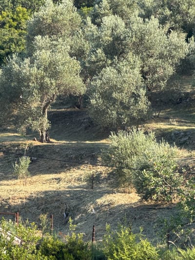 An outdoor, eye-level, long shot captures a sun-drenched hillside covered in olive trees, situated in Sustaš, Montenegro. The terrain is uneven and appears to have been recently mowed, with dried grass clippings covering the ground. Several mature olive trees, characterized by their gnarled trunks and silvery-green foliage, are scattered across the slope. In the foreground, a young olive sapling stands to the left of center, and further to the right, a dense bush with light green leaves is prominent. Faint shadows are cast by the trees and the sunlight, creating a textured surface on the hillside. The background is filled with more olive trees, extending up the slope, with a darker, greener area of dense foliage at the top. The overall scene suggests a rural agricultural landscape.