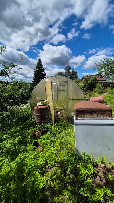 This is a wide shot of a yard in the village of Mashezero, Russia, on a sunny day with scattered clouds. In the foreground, lush green vegetation covers the ground, with some dry brown leaves visible. To the right, a light grey, rectangular appliance, possibly a refrigerator, stands partially obscured by the foliage. On top of it rests a rusty, rectangular metal object. To the left of the appliance and in the middle ground, a brown metal barrel stands upright. Behind the barrel and to the left, dense green bushes and trees line the area. In the center of the image is a clear plastic greenhouse with a white frame. The greenhouse door is open. Behind the greenhouse, a tall evergreen tree stands out against the sky. Further in the background, a small house with a red roof and other structures are visible, surrounded by trees and greenery. The sky above is a vibrant blue with fluffy white and grey clouds.