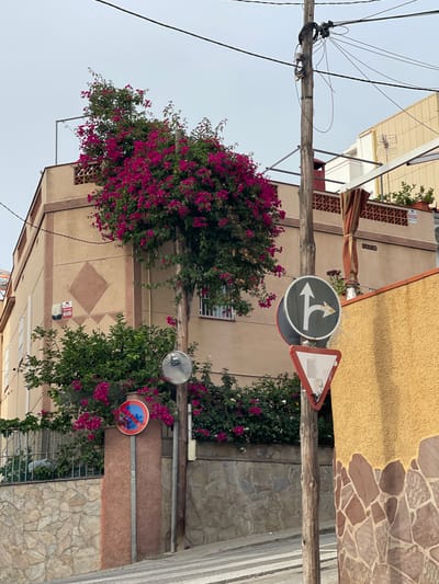 This image depicts a street scene in Santa Coloma de Gramenet, Spain, featuring a building adorned with vibrant pink bougainvillea flowers. The building is beige with a diamond pattern on its facade. In the foreground, a wooden utility pole stands, supporting a tangle of electrical wires and several traffic signs. One sign is a circular blue sign with a red border and a red diagonal line, indicating "no parking." Another circular sign displays white arrows, suggesting a mandatory turn. Below this is a red-bordered triangular yield sign. A security mirror is mounted on the utility pole. The background shows more buildings and a stone wall. The overall impression is a Mediterranean street bathed in overcast light.