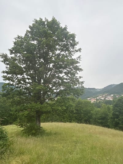 The image depicts a pastoral scene in the village of Ravnishta, Bulgaria. A large, mature tree with a dense canopy of green leaves stands prominently in the foreground, dominating the left and center of the frame. It is situated in a field of tall, sun-drenched grass with scattered yellow wildflowers. Behind the tree, a dense line of green trees forms a natural barrier. Further in the distance, a small village with red-tiled roofs is nestled on a verdant hillside, framed by rolling, mist-shrouded mountains. The sky above is overcast, contributing to a soft, diffused light across the landscape. There are no people or animals visible in the image. The scene conveys a sense of rural tranquility and natural beauty.