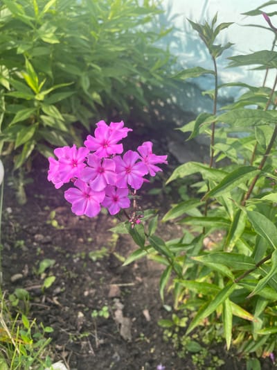 A cluster of bright pink phlox flowers are in full bloom, their petals unfurling in the sunlight. The flowers are the main subject, arranged in a small bunch, with a few buds visible to the right. They are set against a backdrop of lush green foliage, with long, slender leaves reaching towards the sky. The ground beneath is a mix of dark soil and small green shoots, suggesting a garden setting. The lighting indicates it is daytime, with the sun casting a warm glow, creating a slightly hazy effect in some areas, particularly on the left side of the image. The overall mood is one of natural beauty and tranquility. There is no visible text in the image.