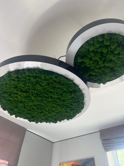 Two circular wall decorations are the primary subjects in this image, each filled with a dense, textured arrangement of vibrant green moss. The decorations are set against a plain white wall. One circle is larger and positioned in the foreground, while a slightly smaller one is visible behind and to the left of the larger circle, partially overlapping. The moss itself has a spongy, bumpy appearance, creating a natural, organic texture within the clean, modern circular frames. The frames appear to have a white outer ring and a dark inner ring, giving them a layered effect.
To the right of the moss decorations, a sliver of a painting is visible on the wall. The painting appears to be abstract or representational with warm colors, possibly oranges and browns, and appears to be mounted on the wall. Above and to the left of the painting, a grey pleated curtain is drawn, partially obscuring a window or skylight. Sunlight is filtering through this window, casting a soft light on the wall and creating subtle shadows. The overall setting suggests an indoor environment, possibly an office or a modern living space in Минзаг, Russia. There is no discernible activity taking place, and the image focuses on the decorative elements and the architectural setting. The lighting suggests daytime, likely with natural light contributing to the scene. No text is visible in the image.