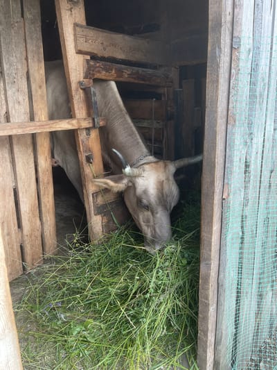 A cow is being fed hay in a wooden enclosure. The cow's head is visible, reaching out from the enclosure to eat the hay. The enclosure appears to be made of rough-hewn wooden planks and some metal supports. A green net is stretched across the top of the enclosure. The hay is piled high and appears fresh. The overall scene suggests a rural setting.