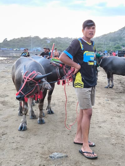 In Upt Tambak Sari, Indonesia, a man stands on a sandy ground next to two water buffalo. The buffalo are adorned with red and white decorative harnesses. The man wears a black and yellow t-shirt, khaki shorts, and flip-flops, holding a red rope connected to one of the buffalo. In the background, there are other people on motorcycles and standing around, with trees, hills, and a few tents visible in the distance.