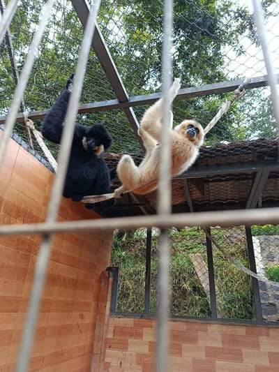 Two gibbons, one black and one light brown, are suspended on a rope swing inside a fenced enclosure. The black gibbon is on the left, hanging down with its arms wrapped around the rope. The light brown gibbon is on the right, also hanging by its arms but with its legs extended. Both gibbons are looking towards the viewer. The enclosure has a wooden wall on the left and a wire mesh fence in the background, with trees visible beyond the fence. The scene appears to be a zoo or wildlife sanctuary. The image does not contain any visual information to determine the specific location within Định An, Vietnam.