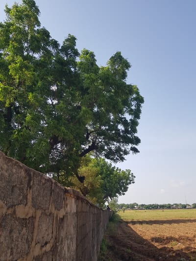 The image depicts an outdoor scene in Palade, Nigeria. The foreground is dominated by a textured concrete wall, angled upwards from the bottom right corner. To the left of the wall, a large tree with lush green foliage is visible, its branches reaching towards the clear, pale blue sky. The tree's leaves are vibrant and appear healthy, suggesting a daytime setting, likely with good weather.

Beyond the wall and the tree, the scene opens up to a wider landscape. A field, partly green and partly brown, stretches into the distance. There are some structures and smaller trees lined up along the horizon, suggesting a village or settlement. The overall impression is one of a rural or semi-rural environment. The lighting suggests it is daytime, with the sun casting shadows from the wall onto the vegetation to its right. There is no visible text in the image. The scene appears peaceful and serene.