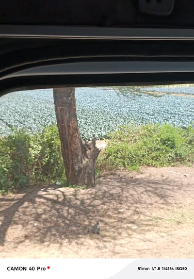 The image depicts an outdoor scene in Viwandani ward, Kenya, observed through a dark-framed vehicle window. In the foreground, dry, light brown soil is visible, marked by distinct shadows from overhead tree branches. A single light brown monkey is seated on this soil in the lower-center of the frame, facing right. To the left, a large, dark-barked tree trunk rises from the ground, displaying a cut stump where a branch was removed. Behind the tree and monkey, a dense line of vibrant green bushes forms a mid-ground element. The background consists of an expansive, uniform field of light green vegetation, possibly a cultivated area or a water body densely covered with plants. The scene is illuminated by direct sunlight, as evidenced by sharp shadows.