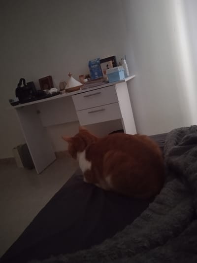 The image shows a domestic cat, lying on a bed in a room located in the city of Réghaïa, Algeria, at latitude 36.729 and longitude 3.369. The cat is orange and white, with its tail tucked under its body. It is lying on a dark grey blanket, which is partially covering a larger, grey and black blanket. Behind the cat is a white desk with two drawers, partially visible in the image. On the desk, there are several items, including a small, silver-colored object that appears to be a decorative item, some books, and a small blue plastic box. The room appears to be a bedroom. The walls are white, and the floor is tiled in a light color. The lighting in the room is dim.