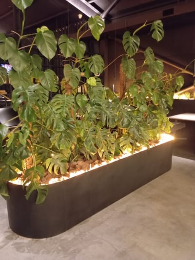 The media file shows an indoor scene featuring a large, vertical planter filled with lush green monstera plants. The planter itself is dark-colored and has a curved, modern design, illuminated from within by warm, yellow lighting that casts shadows on the adjacent concrete wall. The monstera leaves are characteristic of the plant, with their distinctive fenestrations, and they cascade downwards from the planter, creating a dense, verdant display. Some of the leaves are brightly lit, highlighting their vibrant green color and intricate patterns, while others are in shadow, adding depth to the composition. The background consists of a dimly lit ceiling with visible structural elements and a portion of a concrete wall. The overall impression is one of a stylish interior design element, likely in a commercial or public space, where the plants and lighting are used to create a visually appealing and tranquil atmosphere. There is no discernible activity or event taking place; the focus is solely on the plant display and its surrounding environment. No text is visible in the media file.