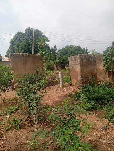 In Dutsen Alhaji, Nigeria, an outdoor scene features two rough concrete structures, likely remnants of a construction project, amidst an overgrown yard. The structure on the left is a large, flat, unadorned concrete slab supported by an unseen base. To its right stands another structure built from cinder blocks, showing signs of wear and tear, with vines creeping up its side. The ground is covered in reddish-brown soil with scattered debris, and several young plants with vibrant green leaves are growing in the foreground. In the background, lush trees provide a dense canopy, and power lines are strung between utility poles, suggesting proximity to a developed area. The sky above is overcast with a dull, grayish hue, indicating a cloudy day.