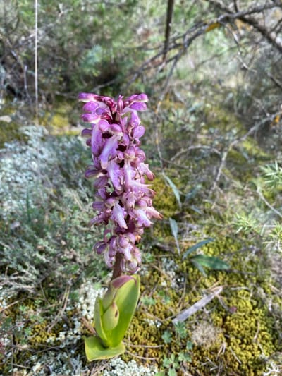 A single plant, identified as a purple-spiked orchid or similar species, is depicted growing from the ground in the city of Cucuron, France. The plant features a prominent, upright inflorescence composed of numerous small, tightly clustered flowers displaying shades of light purple, lavender, and white. Its sturdy green stem is visible, with broad, light green leaves present at the base. The immediate ground environment consists of a mix of bright green moss, grayish-white lichen, and various low-lying green vegetation. Scattered dry twigs or small branches are present on the ground. The background is out of focus, revealing a natural, outdoor setting characterized by blurred green foliage and brown tree branches, indicating a wooded or scrubland area. No individuals or objects unrelated to the natural environment are present.