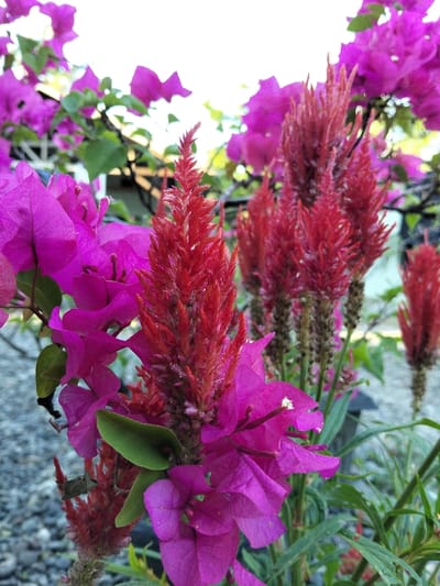 Crimson celosia flower spikes stand amidst vibrant magenta bougainvillea blossoms. The celosia's textured, feathery appearance contrasts with the bougainvillea's papery petals. A backdrop of more bougainvillea flowers in various shades of pink and magenta blurs into the background. Green leaves and stems add a touch of verdant color to the composition. The image is a close-up shot, capturing the intricate details of the flowers and their contrasting textures.