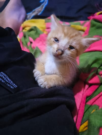 A small, ginger kitten nestles in the folds of a dark garment. The kitten gazes upwards with a slightly troubled expression. Patches of white fur accent its ginger coat. Behind it, a patterned blanket or cloth, featuring vibrant pinks, greens, and yellows, adds a splash of color to the scene. The kitten's paws are tucked neatly, suggesting comfort. Part of a logo with "INDONESIAN ADVENTURE" is visible on the garment.