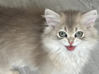 This is a close-up, overhead shot of a fluffy, light-colored kitten lying on its back. The kitten's eyes, which are a striking green with dark pupils, are wide open and looking directly at the camera. Its ears are perked up, and its mouth is slightly open, revealing a pink tongue. The kitten's fur is long and soft, with lighter fur around its face and darker, more muted tones on its body. The background appears to be a light gray, textured surface, possibly a blanket or carpet. The lighting is bright, suggesting it was taken indoors during the day. The overall impression is one of innocence and curiosity, with the kitten appearing alert and playful. No text is visible in the image. The location context is Yurukovo, Bulgaria.