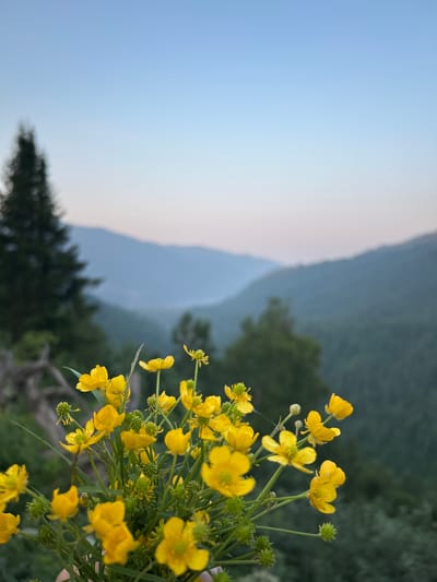 A close-up shot captures a bouquet of bright yellow buttercup flowers in the foreground. The flowers are in various stages of bloom, with some fully open and others still in bud. The background is a picturesque mountain landscape at dusk. The sky transitions from a pale blue at the top to a soft pinkish hue near the horizon, indicating either sunrise or sunset. Layered mountains fade into the distance, their shapes softened by the atmospheric perspective. A dark, conical pine tree stands on the left side of the image, partially obscuring a rustic wooden fence. The overall impression is one of natural beauty and tranquility, possibly in a rural or mountainous region like Kordon Baigazan, Russia. No people or animals are visible in the scene.