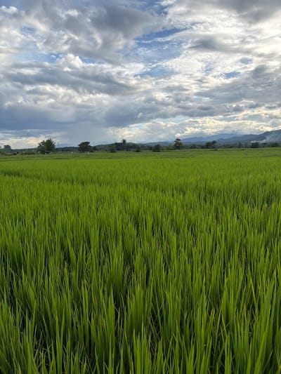 The image depicts a lush, green rice field in Ban Pong, Thailand, under a cloudy sky. The foreground is dominated by the dense stalks of the rice crop, stretching upwards and creating a textured, verdant carpet. In the middle ground, a line of trees marks the horizon, interspersed with distant mountains. The sky above is a dramatic mix of light and dark grey clouds, with patches of blue sky peeking through. The overall scene conveys a sense of natural beauty and agricultural landscape. There are no people or visible actions in the image.