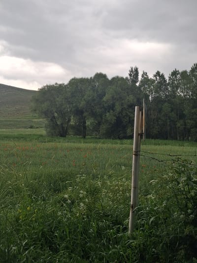 The image depicts a rural landscape with a field of green grass and scattered red wildflowers in Martiros, Armenia. A weathered metal post stands prominently in the foreground, attached to barbed wire fencing. In the background, a line of dense green trees creates a backdrop against a cloudy, overcast sky. To the left, a gently sloping grassy hill rises. The overall impression is one of a quiet, natural setting.