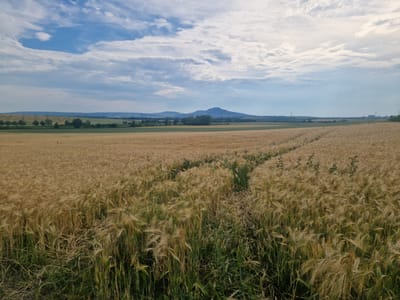 This is an outdoor, horizontal, medium-shot photograph of a field of ripe grain under a cloudy sky. The foreground is dominated by a vast expanse of golden wheat or barley, with some green weeds interspersed. The stalks of grain sway gently, creating a textured, rippling effect. In the mid-ground, the field continues, with subtle variations in color and texture, possibly indicating different stages of growth or types of crops. A faint, light-colored path or track cuts through the grain field, suggesting human activity. In the distance, a low, tree-lined horizon separates the fields from rolling hills under a pale blue sky with scattered white and gray clouds. A prominent, dark, conical hill with a rounded top stands out against the horizon, a landmark possibly within or near Starovičky, Czechia. The overall atmosphere is serene and rural, capturing the essence of an agricultural landscape.