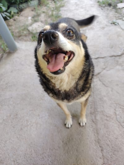A medium shot captures a small dog with tan and black fur, panting with its tongue lolling out. The dog is positioned centrally in the frame, with its head tilted slightly upwards. The background consists of a concrete ground and some blurred greenery, suggesting an outdoor setting. The image appears to be taken at ground level, looking up at the dog. The dog's eyes are dark and alert, and its mouth is open wide, revealing its teeth and pink tongue. The overall impression is one of a lively and happy animal.
