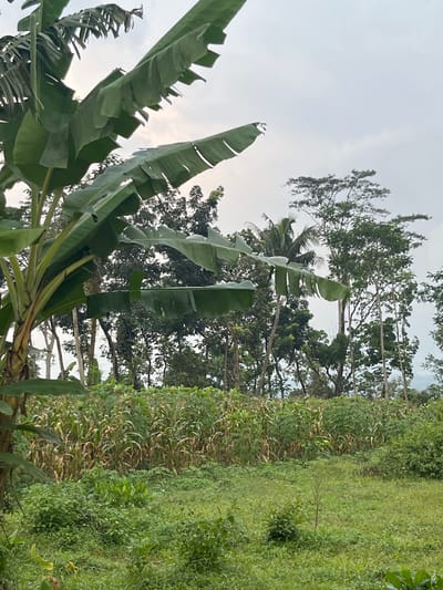 The image shows a rural scene in Meteseh, Indonesia, featuring a lush, tropical landscape. In the foreground, a large banana tree with broad, green leaves dominates the left side of the frame. Behind the banana tree, a field of corn plants, some appearing mature and dry, stretches across the middle ground. Beyond the cornfield, a dense line of various trees, including tall, leafy varieties and some with distinctive palm-like fronds, forms a natural barrier. The sky is overcast, suggesting a cloudy day. The overall impression is one of a cultivated agricultural area within a tropical environment.