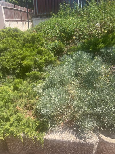 The image shows a well-maintained garden on a sunny day, likely in Or Akiva, Israel, given the context. The foreground features a low, stone retaining wall that appears to be covered with small, light-colored pebbles. Adjacent to the wall, on the left, is a dense, bright green, coniferous shrub with fine, feathery foliage. To the right of this shrub, and extending further into the middle ground, is a bush with silvery-green, needle-like leaves. Behind these, on the right side of the image, is a fuller, bushier plant with smaller, darker green leaves and a few small yellow flowers scattered throughout. The background shows a wooden fence with vertical planks, some of which are weathered and appear reddish-brown, and a section of a white wall. The overall impression is a vibrant and lush garden environment, suggesting a residential or public outdoor space. No people are visible in the image.