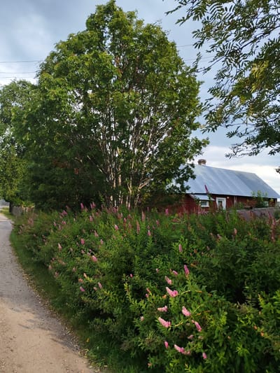 The image depicts a scene in Shalsky, Russia, featuring a dirt road curving to the left, bordered by a dense green hedge with small pink flowers. A large tree with lush green foliage stands prominently on the right side of the road, with its trunk visible. In the background, a red house with a silver corrugated metal roof and a chimney is partially obscured by trees and the hedge. The sky is overcast with clouds. The overall impression is a rural or suburban setting in Russia.