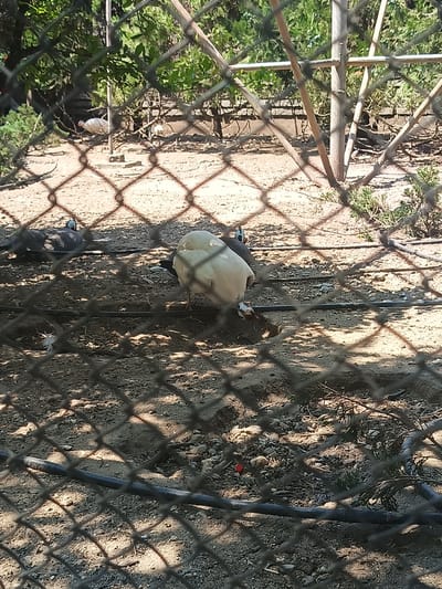 The image captures a scene through a wire fence. In the foreground, the fence creates a diamond-shaped mesh overlaying the entire frame. The ground appears to be sandy or dusty with scattered small rocks and dried leaves. In the middle ground, two birds are visible. One bird, predominantly white or light cream-colored, is facing away from the camera, with its head down. Another bird, to the left and slightly further back, has dark plumage with a spotted or patterned texture. The background shows foliage from trees and some wooden structures that appear to be part of an enclosure or habitat, suggesting the birds are in an aviary or zoo. The lighting suggests it is daytime, with dappled sunlight filtering through the leaves and fence. The image does not provide enough information to determine the specific location in the city of General Todorov, Bulgaria.