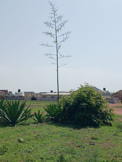 In Katon Rikkos, Nigeria, this image captures an outdoor scene dominated by a tall, slender plant with a branching stalk topped with small, sparse leaves or flowers, reaching high into a clear, pale blue sky. In the foreground, lush green grass is interspersed with clusters of spiky, dark green agave plants. A dense, leafy green bush is positioned to the right of the agave plants. Behind the vegetation, a low-rise building complex is visible, featuring light-colored walls and grey roofing, with water tanks mounted on some of the structures. A concrete wall with vertical accents runs along the front of the buildings, separating them from the grassy area. The overall environment suggests a developing or semi-developed area, possibly on the outskirts of a settlement, with a mix of natural vegetation and constructed buildings. No people are prominently visible, though a distant figure can be discerned on the right edge of the image near a pathway.