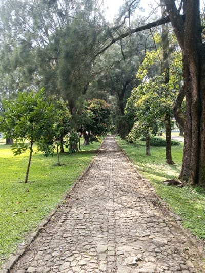 This image displays a long, straight pathway located in New Serchhip, India. The pathway is constructed from irregularly shaped, light grey and brown stones, extending from the foreground towards the distant background, narrowing in accordance with linear perspective. Two subtle, darker parallel tracks are visible running down the center of the stone path. On both sides of the pathway, extensive areas of uniformly green, manicured grass are present. The left side of the pathway features several young to medium-sized trees with bright green foliage. The right side includes a large, mature tree with dark, textured bark in the immediate foreground, alongside other trees of varying heights and leaf types, including those with darker, reddish-tinged leaves. A dense canopy of tall, predominantly coniferous trees with needle-like foliage and other broadleaf trees lines both sides of the path, obscuring most of the sky. The scene is illuminated by bright, natural sunlight, which casts dappled shadows across the path and grass. No individuals, animals, actions, or artificial objects beyond the paved path are present.