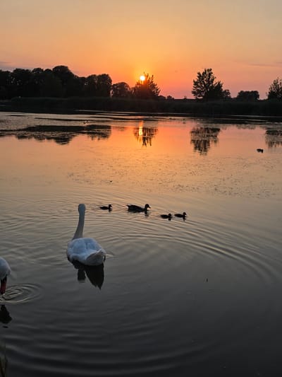The image captures a serene sunset scene at the city of Holíč, Slovakia. The sky is painted with hues of orange and yellow, with the sun peeking through the trees on the horizon. A tranquil lake dominates the foreground, reflecting the warm colors of the sky. Several swans and ducks are seen gracefully swimming in the water. The lush green trees and vegetation lining the distant shore create a natural backdrop to the picturesque setting. The overall ambiance is peaceful and idyllic, showcasing the natural beauty of Holíč during sunset.
