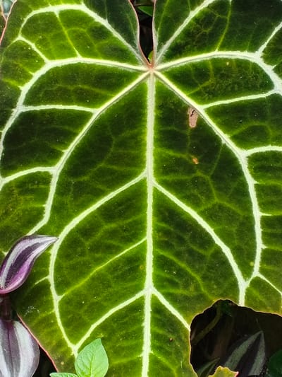 A close-up captures a vibrant green Anthurium leaf with prominent, contrasting white veins radiating from the center. The leaf shows minor imperfections: a small brown spot and a jagged edge. A purple-striped leaf and a small green leaf add color and textural contrast to the lower left portion of the image. The overall composition highlights the intricate details and organic patterns within the plant life.