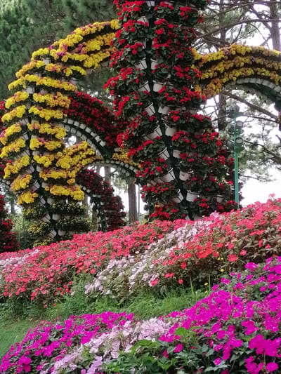 The image captures a vibrant floral display in the city of Xuân Hương, Đà Lạt, Vietnam. In the foreground, rows of impatiens bloom in shades of deep pink, lavender, and red, carpeting a grassy slope. Behind this, towering arches draped in yellow and red flowers create a spectacular floral tunnel. These arches are constructed with numerous white pots holding the flowers, creating a vertical garden effect. The backdrop consists of tall pine trees, suggesting a park or garden setting. A green lamppost with multiple lights is visible to the right of the arches, indicating a cultivated area. There are no people or animals visible in the scene. The overall impression is one of a meticulously arranged and abundant floral exhibition.