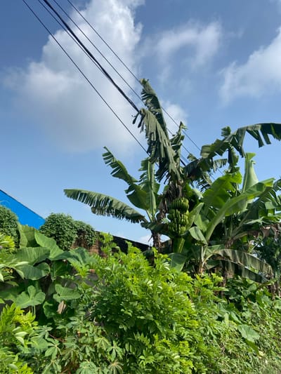 The image shows a banana tree with a cluster of green bananas growing on it, located in a small garden in the Margaasih, Indonesia region, near the coordinates -6.942, 107.555. The tree is surrounded by lush green foliage and several power lines run overhead, spanning across a bright blue sky with white clouds. There are no people or animals in the scene. A section of a blue wall is visible behind the banana tree. The scene appears to be in a residential area. The garden is in full bloom.