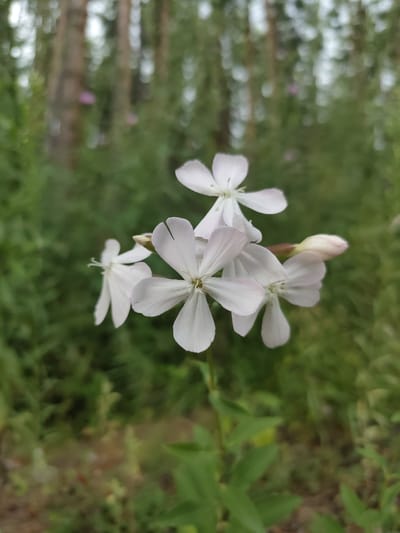 A close-up, low-angle shot showcases a cluster of delicate white flowers with pale pink undersides. The flowers are in bloom, with five petals each, and a small bud is visible to the right. The background is softly blurred, showing a forest environment with tall trees and green foliage. The focus is sharp on the flowers, highlighting their intricate details against the muted backdrop.